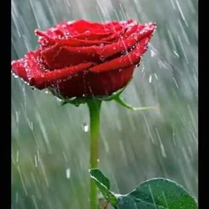 Meet your Posher, Sajid